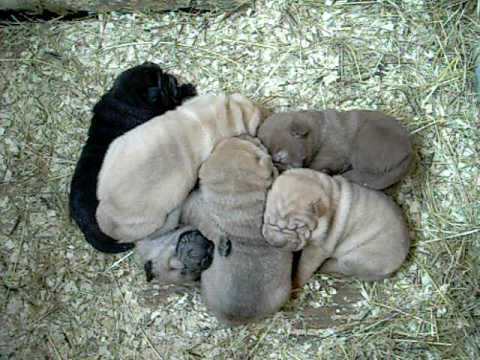 Shar Pei bebe - YouTube