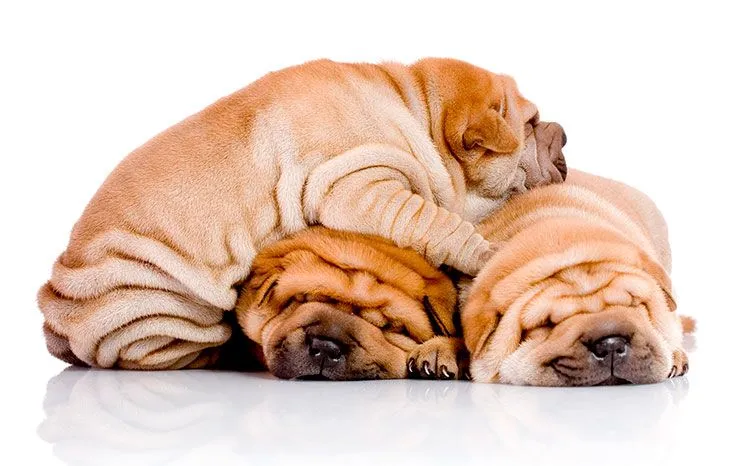Shar Pei Chino | Perros Shar Pei | Razas de perros Shar Pei Chino | Perros Shar Pei | Razas de perros