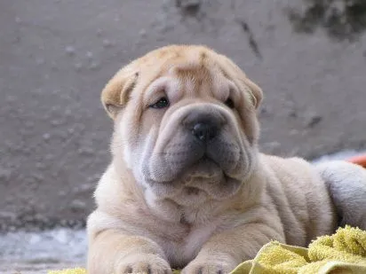 shar pei | Cuidar de tu perro es facilisimo.com shar pei | Cuidar de tu perro es facilisimo.com