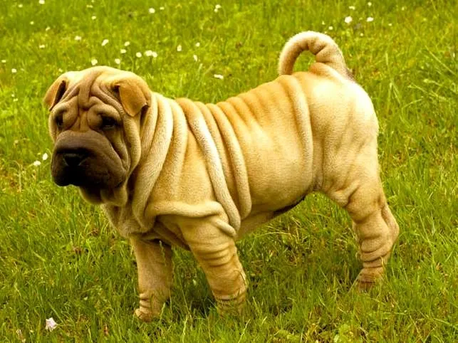 Shar Pei entrenamiento | Mundo Perro