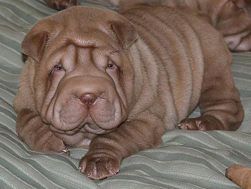 Shar-Pei en México, Venta de Shar-Pei en México, Compra-Venta de ... Shar-Pei en México, Venta de Shar-Pei en México, Compra-Venta de ...