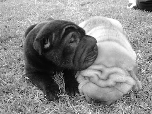 Shar- pei .... el perro arrugado... - Taringa!