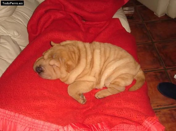 los perros mas tiernos y los mas feos - Taringa!
