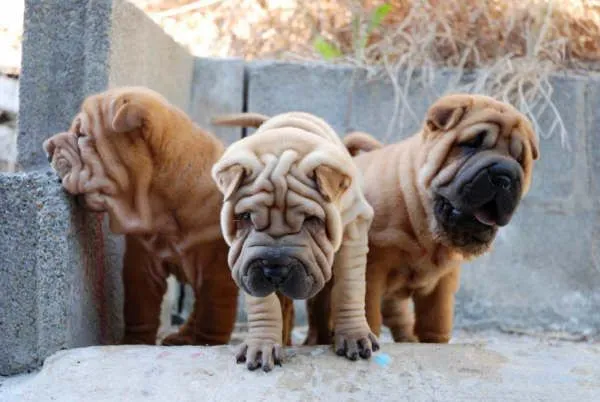 Shar-pei - Perros - Venta Mascotas
