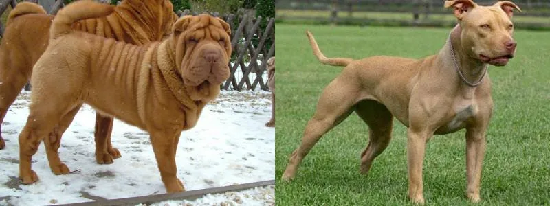 Shar Pei vs Pit Bull Terrier Americano | Diferencias entre Shar ...