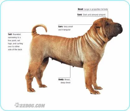 Shar Pei | Wikifaunia, tu enciclopedia de animales