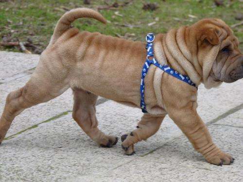 Sharpei bebé - Imagui