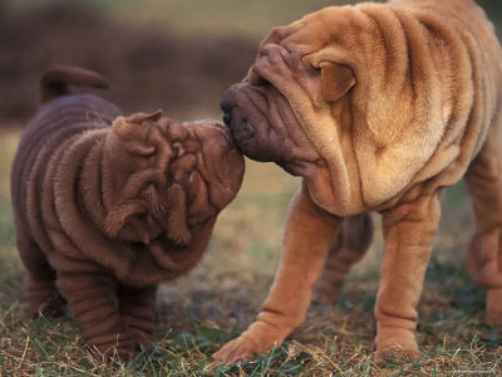 sharpei | Cuidar de tu perro es facilisimo. sharpei | Cuidar de tu perro es facilisimo.