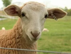 Sheep 101 Home Page