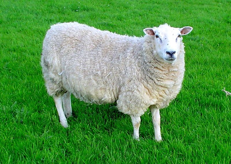 Sheep (Ovis Aries) - Animals - A-Z Animals - Animal Facts ...