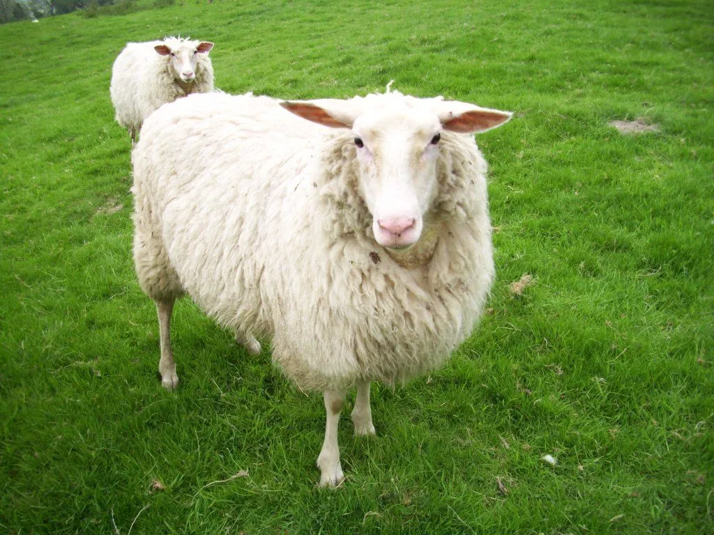 Sheep | The Biggest Animals Kingdom