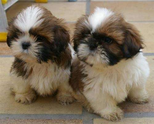 Shih tzu cachorros de pelo largo vendo - Lima, Perú - Animales ...