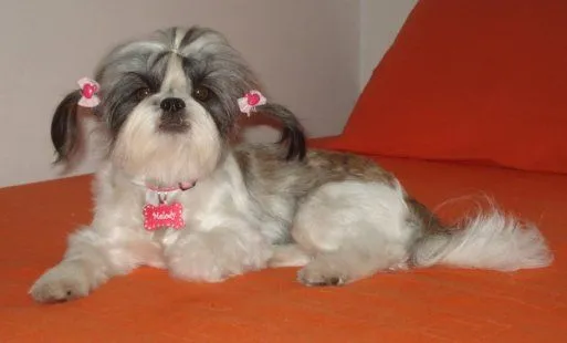shih tzu | Cuidar de tu perro es facilisimo.com shih tzu | Cuidar de tu perro es facilisimo.com