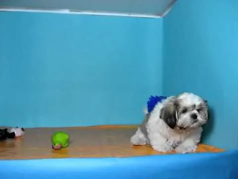 Shih Tzu Macho REF: 144 45 Venta de perros. Comprar cachorros de ...