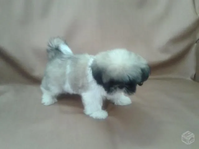 shih tzu 5 meses purissimo | Vazlon Brasil