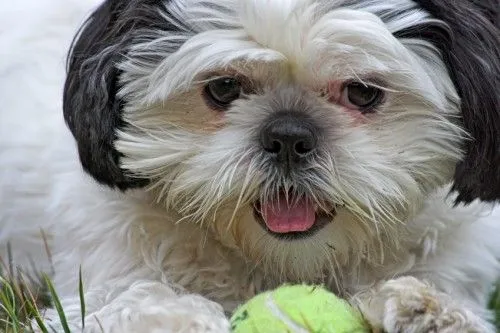 Shih Tzu / Perro León / Chinese Lion Dog / Chrysanthemum Dog | El ...