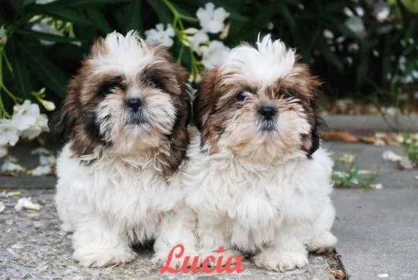 Shih-tzu - Perros - Venta Mascotas