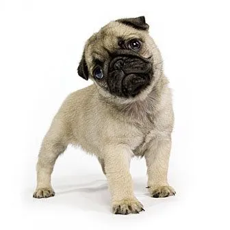 shih tzu puppies: Pug Puppies Pictures and Information shih tzu puppies: Pug Puppies Pictures and Information