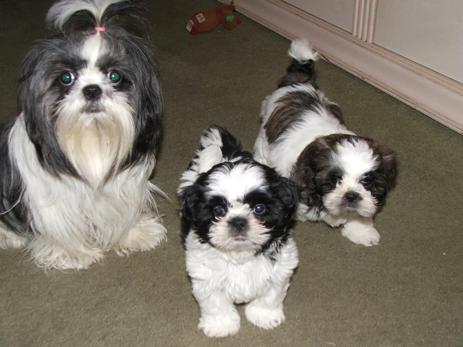 shih tzu: SHIH TZU najbolji mali pas za obitelj shih tzu: SHIH TZU najbolji mali pas za obitelj