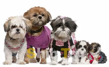 La socialización de nuestro cachorro shih tzu - Web del Shihtzu