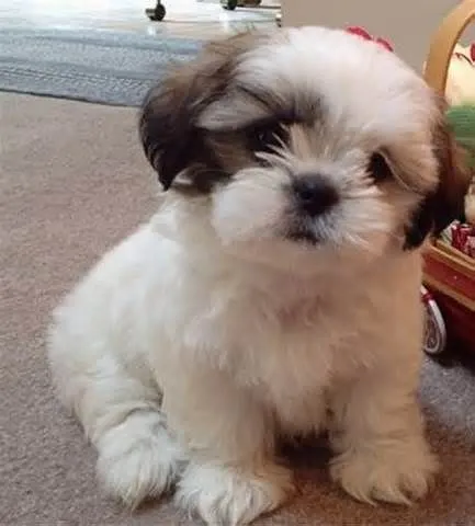 Shishu perro - Imagui