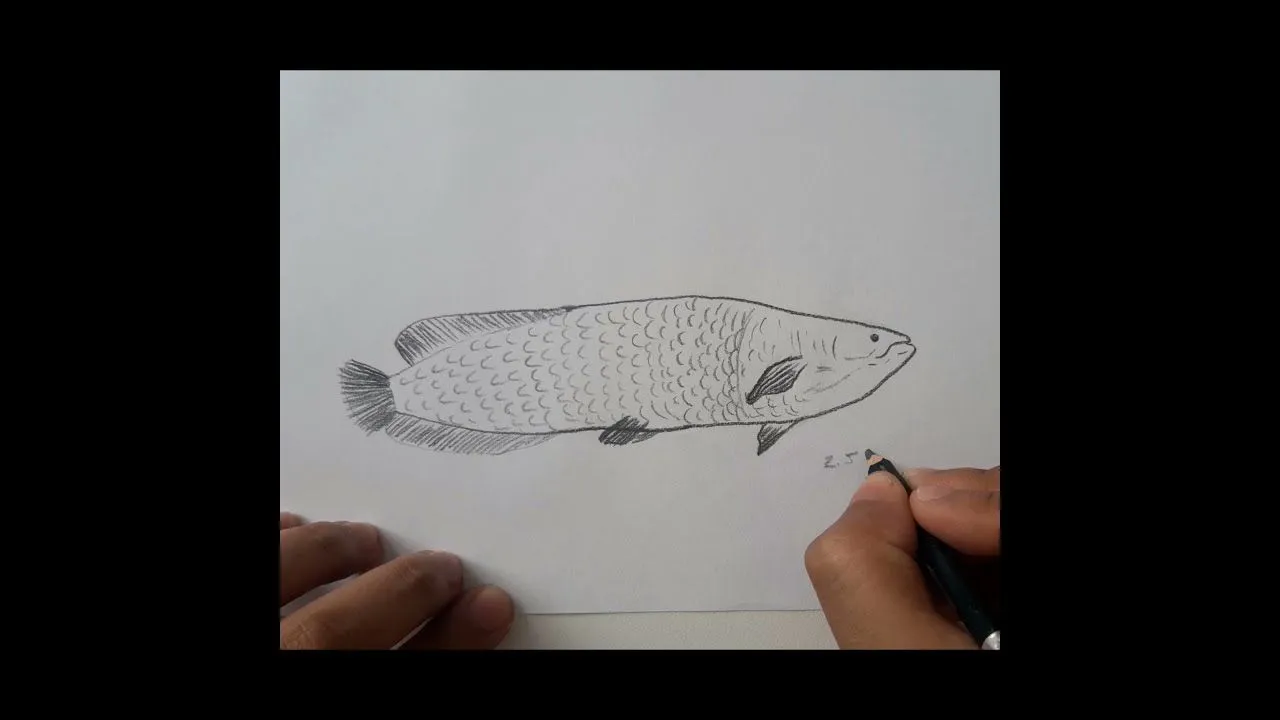 Shorts | ¿Cómo dibujar un PAICHE? - YouTube Shorts | ¿Cómo dibujar un PAICHE? - YouTube
