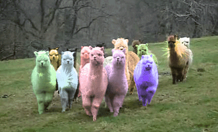 Show me your best llama GIF
