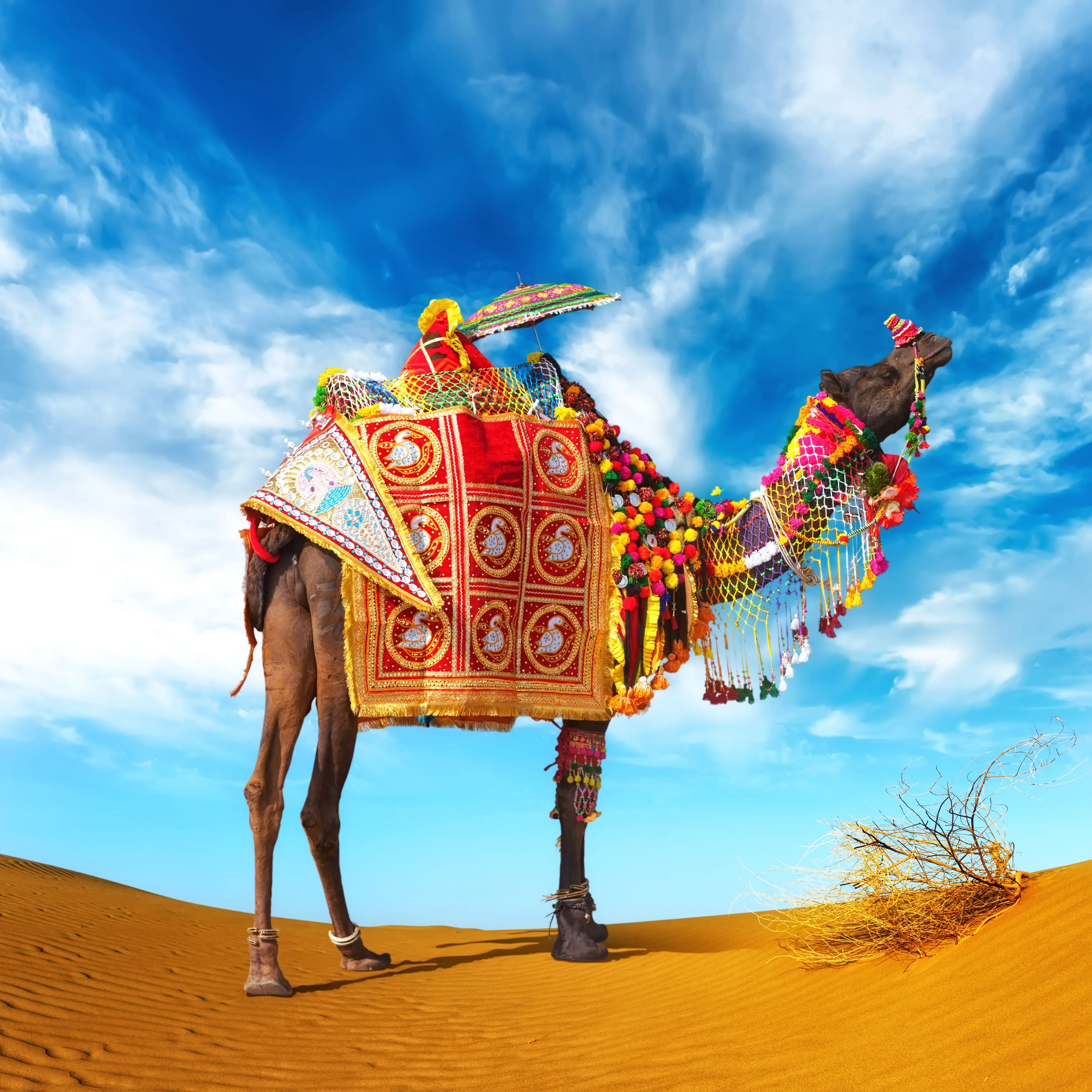 Shutterstock free image of the week Camel in fancy dress ... Shutterstock free image of the week Camel in fancy dress ...