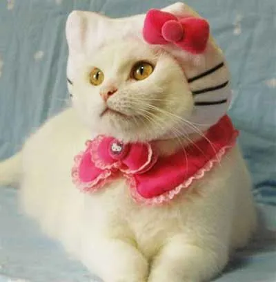 sí, es un pobre gato disfrazado de Jeloukiti!!!!! sí, es un pobre gato disfrazado de Jeloukiti!!!!!