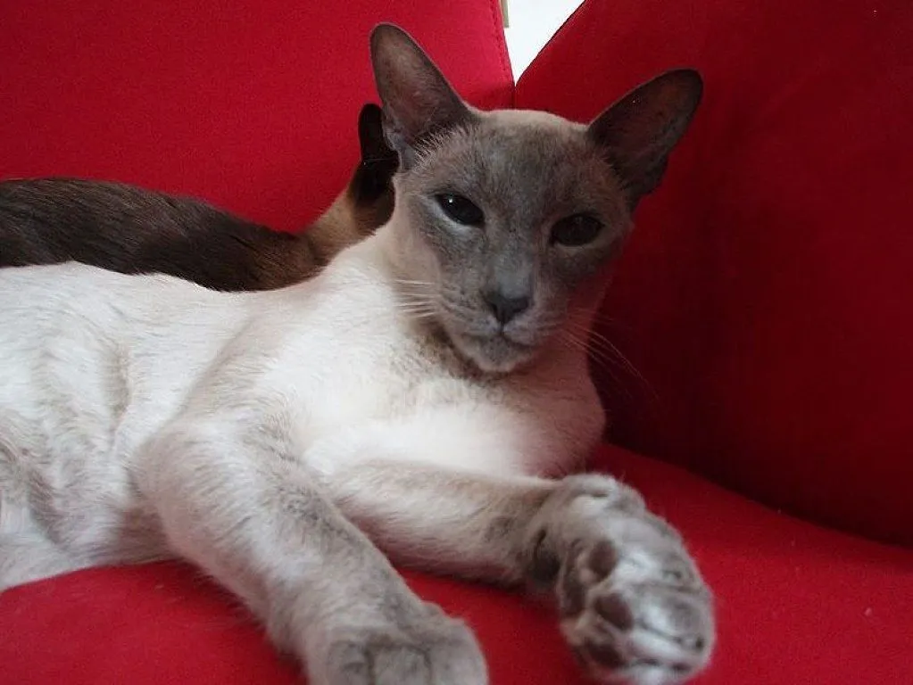 gato siames | Cuidar de tu gato es facilisimo. gato siames | Cuidar de tu gato es facilisimo.
