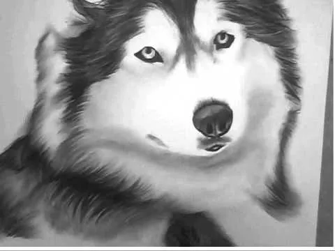 Siberian Husky Charcoal Drawing - YouTube