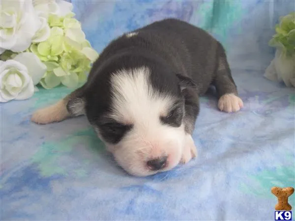 Siberian Husky Puppies