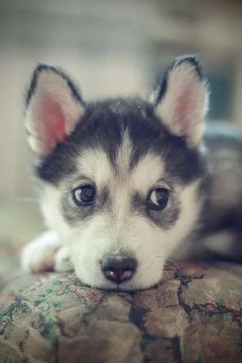 Siberian Husky Wallpapers - Android Apps on Google Play