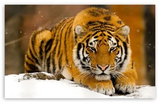 Tigre full HD - Imagui