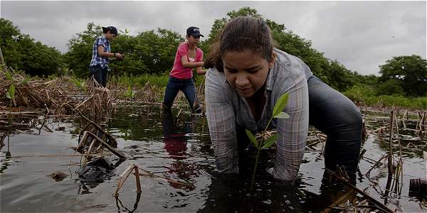 La siembra de mangles, una meta de la Uninorte - Barranquilla ...