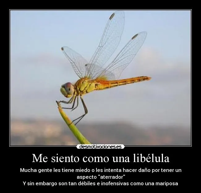 Me siento como una libélula | Desmotivaciones
