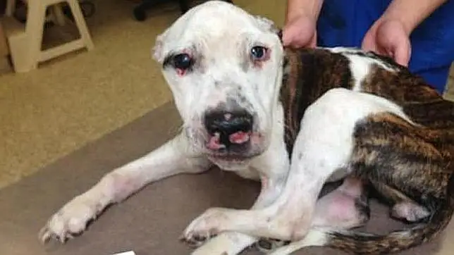 Medio siglo de prisión por torturar a un perro - ABC.es