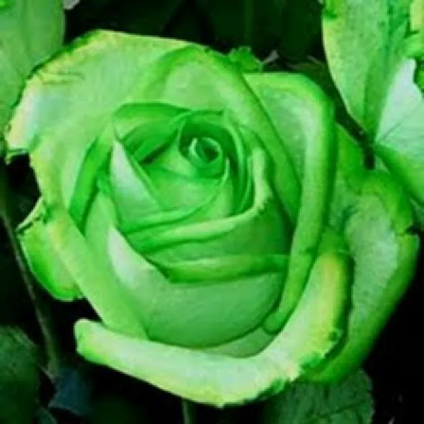 Rosas exoticas - Imagui