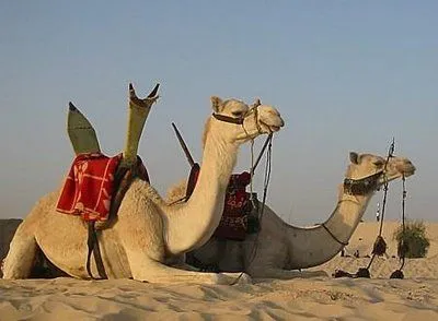 Que significa soñar con camello | Significado de los sueños ...