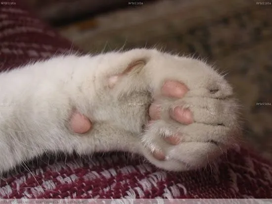 Que significa soñar con pata de gato | Significado de los sueños ... Que significa soñar con pata de gato | Significado de los sueños ...