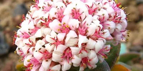 Significado del color de las flores | Florpedia.com Significado del color de las flores | Florpedia.com