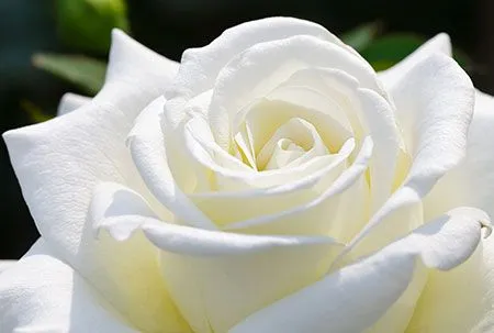 Significado del color de las rosas | Significadodeloscolores.net Significado del color de las rosas | Significadodeloscolores.net