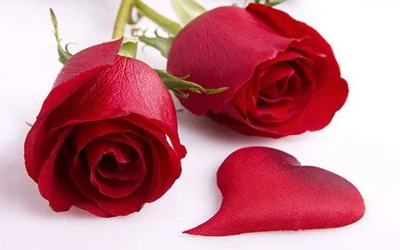 Significado del color de las rosas | Significadodeloscolores.net Significado del color de las rosas | Significadodeloscolores.net