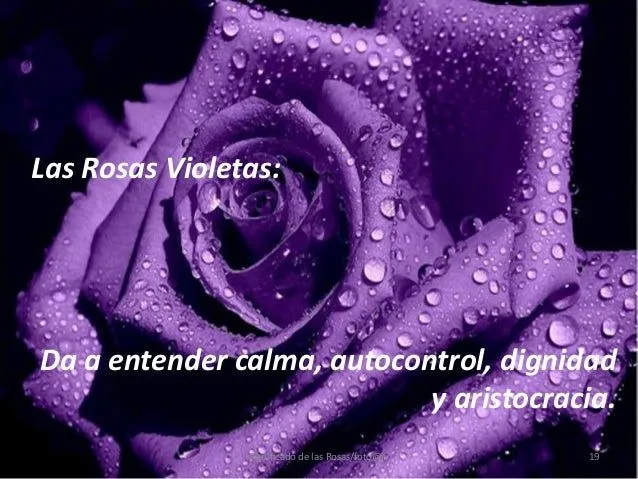 significado-de-las-rosas-19- ...