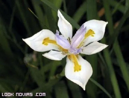 Significado-del-Iris-blanco.jpg