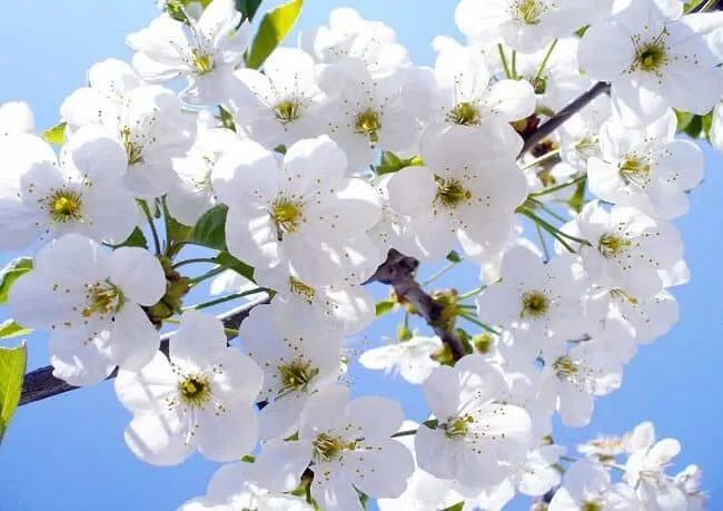 Significado de las flores