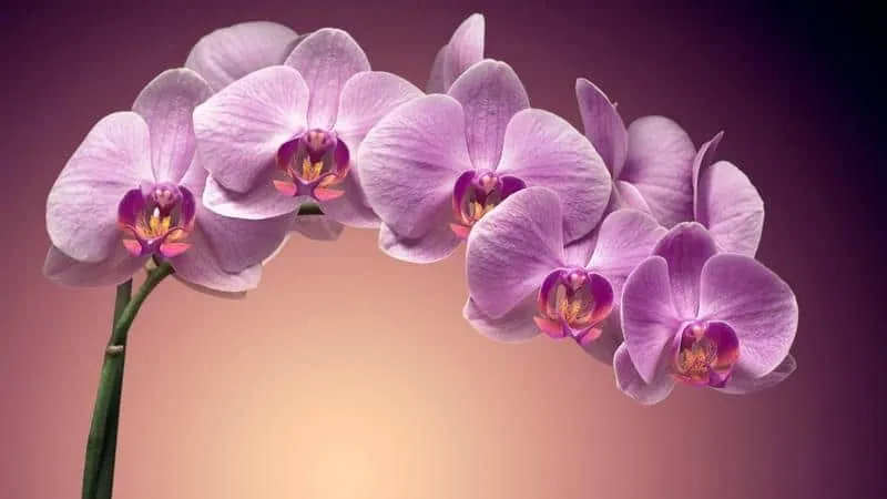 Significado de las flores de color morado | Significado de las flores Significado de las flores de color morado | Significado de las flores