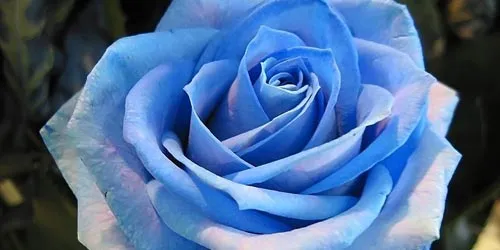 Significado de las rosas | Florpedia.com