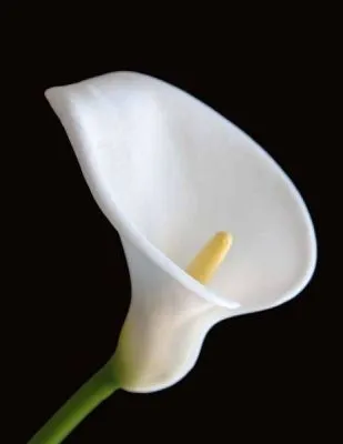 Significado de soñar con flores blancas | Horoscopos