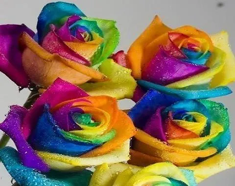 Rosas de dibujo de colores - Imagui